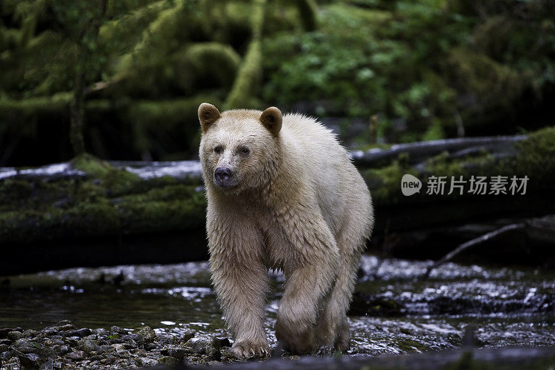 柯莫德熊(Ursus americanus kermodei)，也被称为“白灵熊”或“鬼熊”，是生活在不列颠哥伦比亚省中部海岸的美国黑熊的一个亚种。